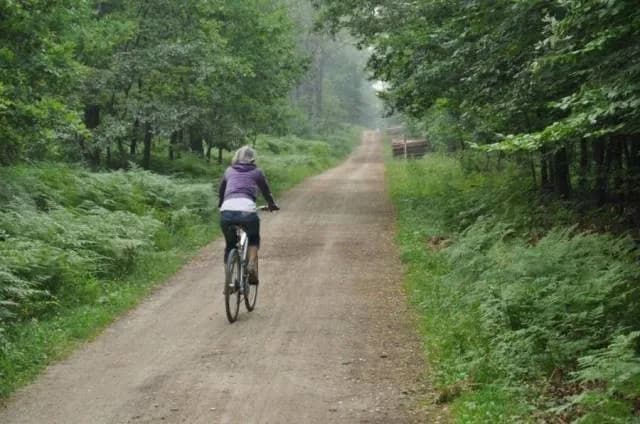 Puszcza Dulowska trasy rowerowe – idealne szlaki dla rodzin i dzieci